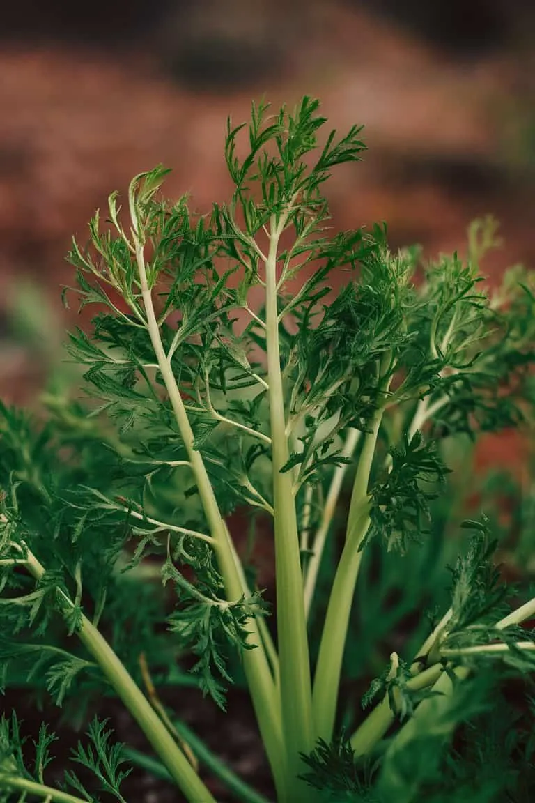 substitutes for angelica root
